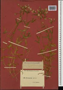 Cerastium multiflorum C. A. Mey., Caucasus, Dagestan (K2) (Russia)