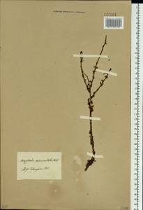 Prunus pedunculata (Pall.) Maxim., Siberia, Baikal & Transbaikal region (S4) (Russia)