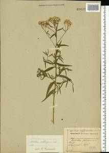 Achillea salicifolia subsp. salicifolia, Eastern Europe, Central region (E4) (Russia)