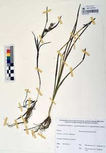 MAG 0003743, Sparganium natans L., Siberia, Yakutia (S5) (Russia)