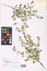 MHA 0 154 821, Stachys annua (L.) L., Eastern Europe, Central forest-and-steppe region (E6) (Russia)