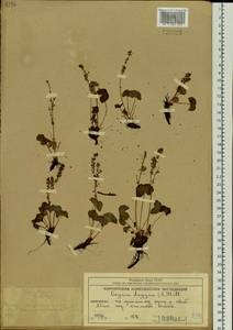 Oxyria digyna (L.) Hill, Siberia, Chukotka & Kamchatka (S7) (Russia)