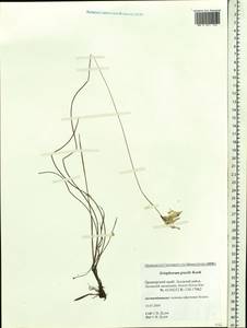 Eriophorum gracile Koch, Siberia, Russian Far East (S6) (Russia)