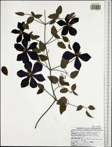 Clematis jackmanii, Eastern Europe, Central region (E4) (Russia)