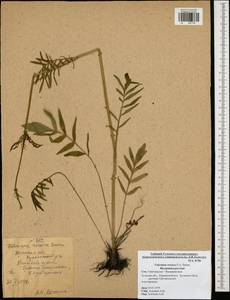 Valeriana rossica P. A. Smirn., Eastern Europe, Central region (E4) (Russia)