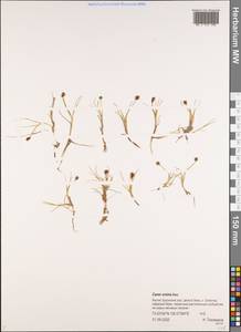 Carex ursina Dewey, Siberia, Yakutia (S5) (Russia)