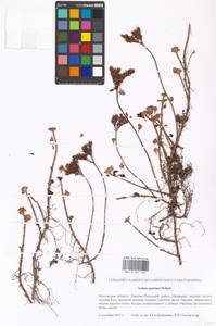 Phedimus spurius subsp. spurius, Eastern Europe, Moscow region (E4a) (Russia)