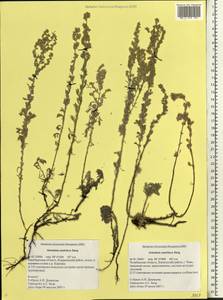 Artemisia austriaca Jacq., Eastern Europe, Eastern region (E10) (Russia)