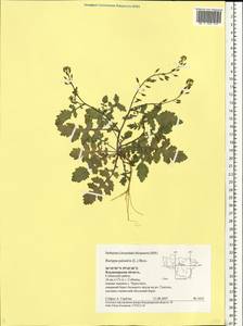 Rorippa palustris (L.) Besser, Eastern Europe, Central region (E4) (Russia)