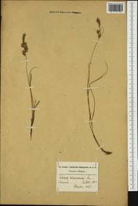 Carex arenaria L., Western Europe (EUR) (Belgium)