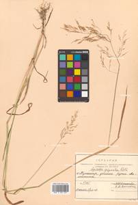 Agrostis stolonifera L., Siberia, Russian Far East (S6) (Russia)