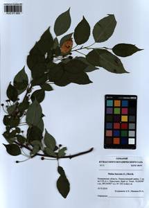 Malus baccata (L.) Borkh., Siberia, Altai & Sayany Mountains (S2) (Russia)