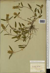 Prunella laciniata (L.) L., Caucasus, Black Sea Shore (from Novorossiysk to Adler) (K3) (Russia)