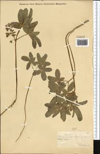 Gymnospermium alberti (Regel) Takht., Middle Asia, Western Tian Shan & Karatau (M3) (Kazakhstan)
