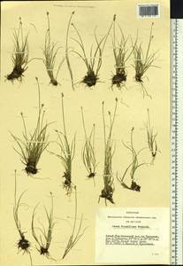 Carex tenuiflora Wahlenb., Siberia, Altai & Sayany Mountains (S2) (Russia)