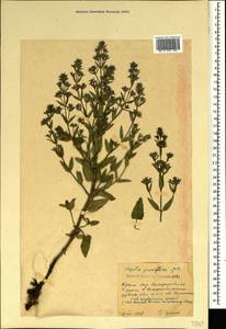 Nepeta ucranica subsp. parviflora (M.Bieb.) M.Masclans de Bolos, Crimea (KRYM) (Russia)
