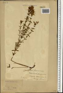 Hypericum perforatum L., Eastern Europe, Eastern region (E10) (Russia)