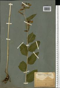 Campanula trachelium L., Eastern Europe, South Ukrainian region (E12) (Ukraine)