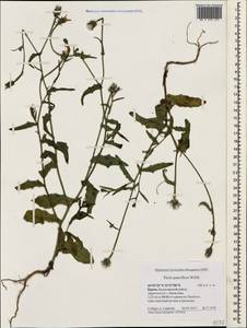 Picris pauciflora Willd., Crimea (KRYM) (Russia)