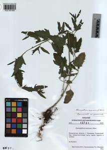 KUZ 003 600, Chenopodium suecicum Murr, Siberia, Altai & Sayany Mountains (S2) (Russia)