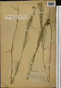 Erysimum diffusum Ehrh., Eastern Europe, Lower Volga region (E9) (Russia)