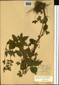 Potentilla cryptotaeniae Maxim., Siberia, Russian Far East (S6) (Russia)