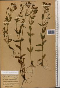 Centaurium erythraea Rafn, Caucasus, Stavropol Krai, Karachay-Cherkessia & Kabardino-Balkaria (K1b) (Russia)
