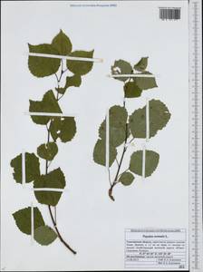 Populus tremula L., Siberia, Russian Far East (S6) (Russia)