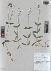 KUZ 004 505, Cerastium pauciflorum Stev. ex Ser., Siberia, Altai & Sayany Mountains (S2) (Russia)