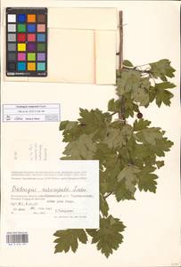 Crataegus ambigua subsp. ambigua, Eastern Europe, Lower Volga region (E9) (Russia)