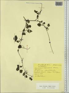 Muehlenbeckia australis (Forst. fil.) Meisn., Australia & Oceania (AUSTR) (New Zealand)