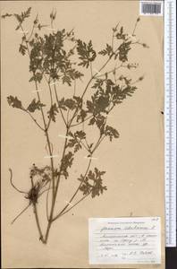 Geranium robertianum L., Middle Asia, Northern & Central Tian Shan (M4) (Kazakhstan)