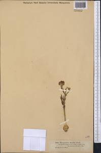 Fritillaria karelinii (Fisch. ex D.Don) Baker, Middle Asia, Muyunkumy, Balkhash & Betpak-Dala (M9) (Kazakhstan)