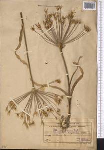 Allium iliense Regel, Middle Asia, Muyunkumy, Balkhash & Betpak-Dala (M9) (Kazakhstan)