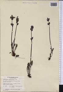 Pedicularis ornithorhyncha Benth., America (AMER) (Canada)