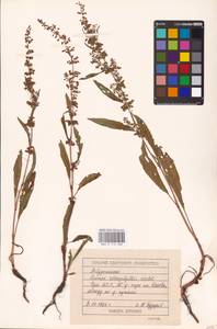 Rumex stenophyllus Ledeb., Eastern Europe, Volga-Kama region (E7) (Russia)