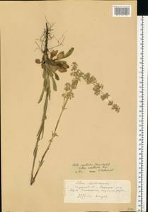 Silene densiflora d'Urv., Eastern Europe, Lower Volga region (E9) (Russia)