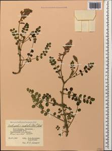 Onobrychis radiata (Desf.)M.Bieb., Caucasus, Dagestan (K2) (Russia)