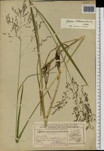 Glyceria lithuanica (Gorski) Gorski, Eastern Europe, Volga-Kama region (E7) (Russia)