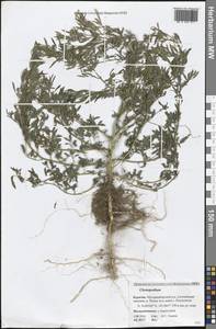 Chenopodium, Siberia, Baikal & Transbaikal region (S4) (Russia)