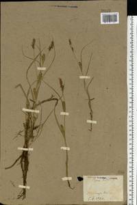 Carex hirta L., Eastern Europe, North Ukrainian region (E11) (Ukraine)