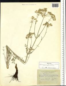 Kitagawia baicalensis (Redowsky ex Willd.) Pimenov, Siberia, Baikal & Transbaikal region (S4) (Russia)