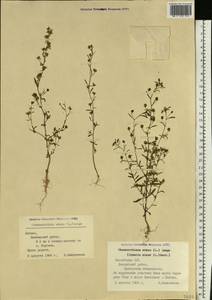 Chaenorhinum minus, Eastern Europe, Latvia (E2b) (Latvia)