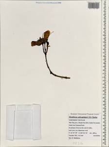 Hemiboea subcapitata C.B. Clarke, South Asia, South Asia (Asia outside ex-Soviet states and Mongolia) (ASIA) (Vietnam)