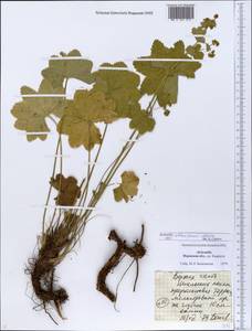 Alchemilla obtusiformis Alechin, Eastern Europe, Eastern region (E10) (Russia)