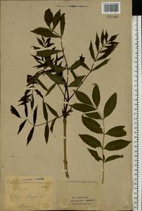 Fraxinus angustifolia subsp. oxycarpa (M.Bieb. ex Willd.) Franco & Rocha Afonso, Eastern Europe, Eastern region (E10) (Russia)
