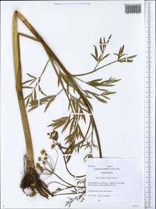 Cicuta virosa L., Siberia, Baikal & Transbaikal region (S4) (Russia)