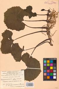 Petasites radiatus (J. F. Gmel.) J. Toman, Eastern Europe, Eastern region (E10) (Russia)