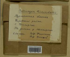 Calliergon richardsonii (Mitt.) Kindb. ex G. Roth, Bryophytes, Bryophytes - Karelia, Leningrad & Murmansk Oblasts (B4) (Russia)