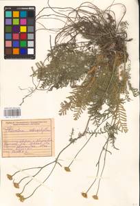 Tanacetum kittaryanum subsp. sclerophyllum (Krasch.) Tzvelev, Eastern Europe, Middle Volga region (E8) (Russia)